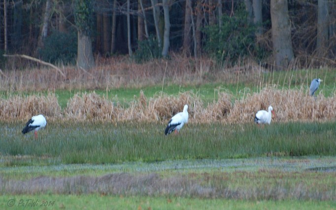 Störche bei Kloster Bentlage