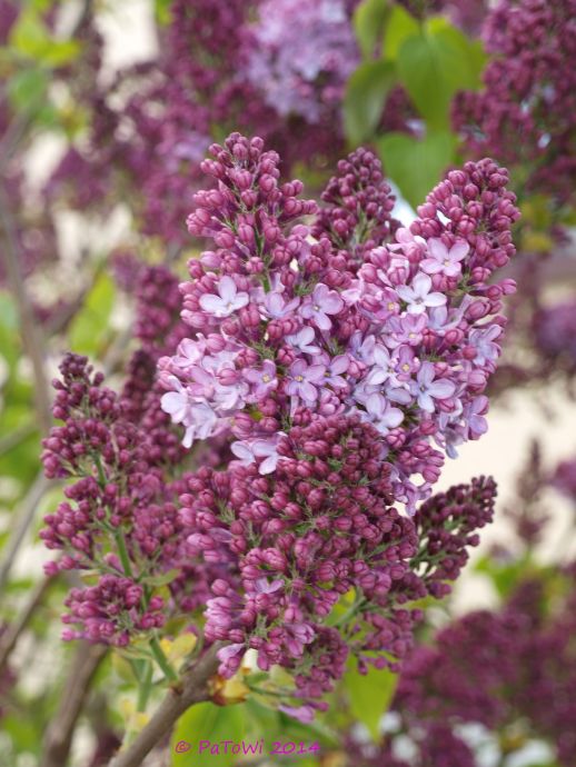 Osterspaziergang 2014 2