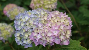 Hortensie