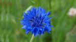 Kornblume 2014 3