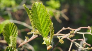 Neues Grün 2016 – 1