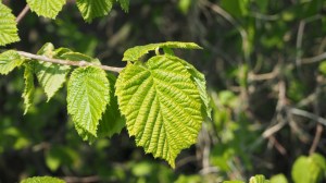 Neues Grün 2016 – 2