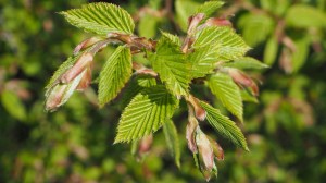 Neues Grün 2016 – 3